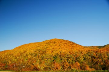 Les feuilles d'automne de Hokkaido ont une couleur un peu différente de celles qui peuvent être observées ailleurs au Japon