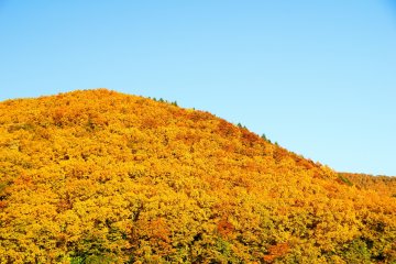 Ici, les feuilles d'automne brillent d'une couleur dorée plus que d'une couleur vermillion ou rouge