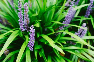 <p>Bunga berwarna ungu seperti bunga lavender yang bermekaran di pelataran Nanzen-ji</p>