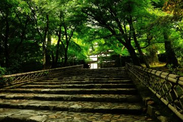 <p>Enjoy the casual walk up to the Kuri building (administration office). Wide stone steps are shaded by green trees, and a cool breeze caresses your face</p>