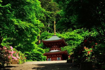 <p>During the spring season,&nbsp;Rhododendron and&nbsp;Azalea flowers, particularly the Tsutsuji&nbsp;(evergreen), come alive into a full bloom&nbsp;</p>