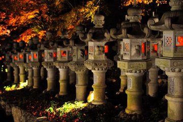 The evening lanterns are wrapped inside the lit up autumn leaves