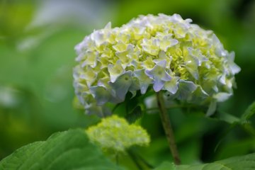 <p>When Hydrangeas bloom, it means the rainy season will soon begin</p>