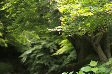 <p>Every which way you look, the greens of Mother Nature invite your gaze</p>