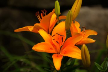 <p>Vivid day&nbsp;lilies&nbsp;</p>