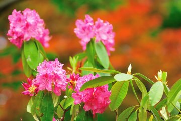 Blossoming Flowers of Daruma Temple