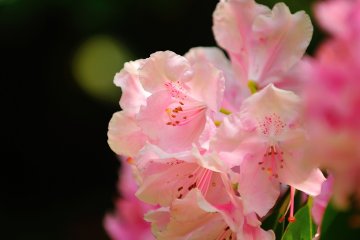 <p>Gentle colors and textures</p>