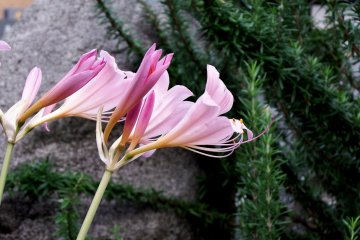 <p>Pink lilies fluttering in the wind</p>