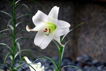 <p>Lonesome white lilies in the cemetery</p>
