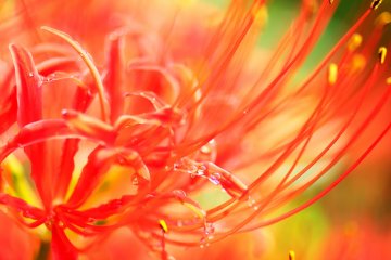 <p>Complicated maze of petals...it looks so sensuous</p>