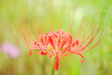 <p>They only bloom for a week, which coincides the Higan-period in Japan (a period of seven days with the middle day falling on the autumn equinox)</p>
