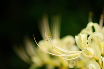 <p>Blooming in silent grace</p>