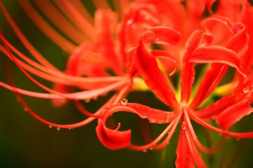 <p>Crystalline raindrops shining on intricate curvy petals</p>
