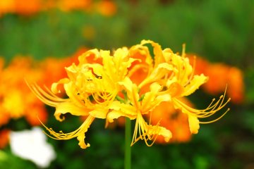 <p>In western countries a variety of spider lilies has been cross-bred, and they have some yellow ones like this</p>
