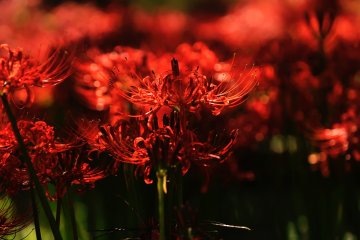 <p>They bloom in unison to the fullest as though not to waste their short lives</p>