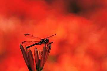 Spider Lily: Irresistible Seduction