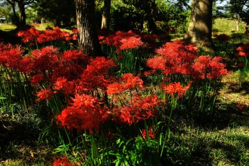 <p>Spider lilies, with their shocking red color, become the queen of autumn just for a week</p>