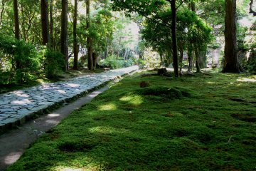 <p>Path through thick moss</p>