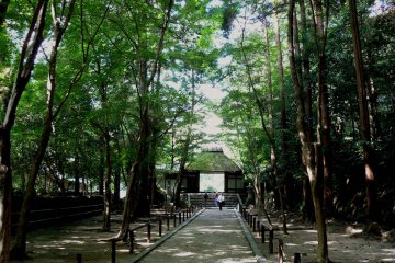 <p>Tall trees shade the approach to the gate</p>