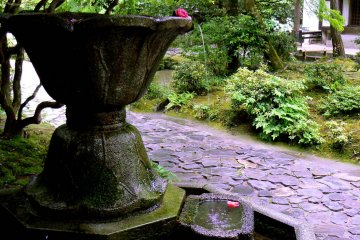 <p>A camellia blossom balanced on the lip of the fountain &nbsp;</p>