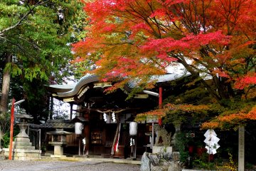 <p>Dark wood contrasts with the glowing colors of maple leaves</p>