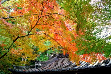 <p>Glorious colors!</p>
