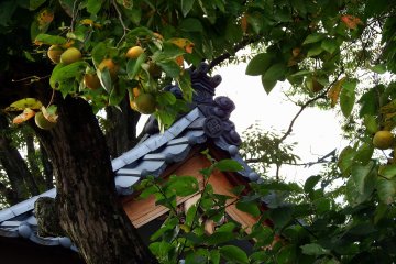 <p>Peeping at the temple roof through Japanese persimmon tree growing fruits</p>