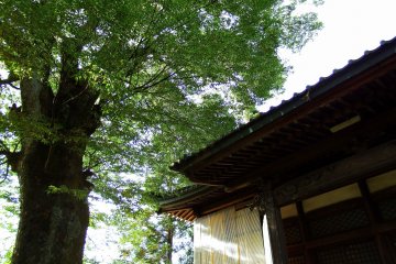 <p>Green leaves of a tall tree covering the temple roof</p>