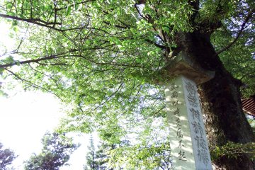 <p>Tomb stone under a tall tree on the temple grounds</p>