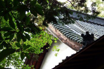 <p>Peeping at the temple roof through the dark woods</p>