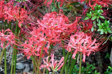 <p>Spider lilies on the temple grounds</p>