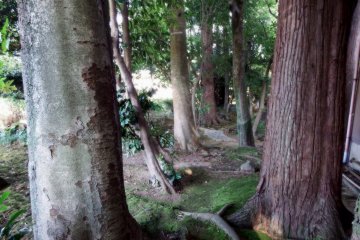 <p>A narrow path lined by tall trees beside the main hall caught my eye and I was drawn to it</p>