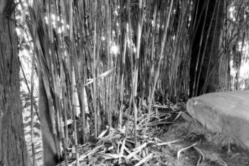 <p>Bamboo branches at the corner of the small garden</p>