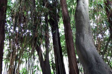 <p>Tall trees and bamboo leaves made me feel as though I was lost in an ancient forest</p>