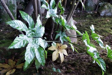 <p>I don't know what these are but the leaves look like flowers</p>