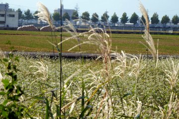 <p>Silver grass in the already-harvested rice fields in which this temple stands</p>