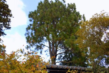 <p>Trees are already turning yellow...autumn is coming!</p>