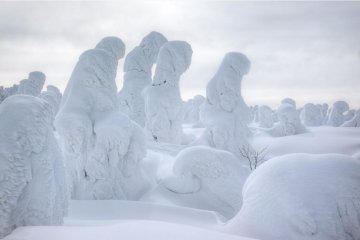When you get closer, they will stare at you.