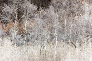 In November trees take on a silver-color feel which comes from frost.