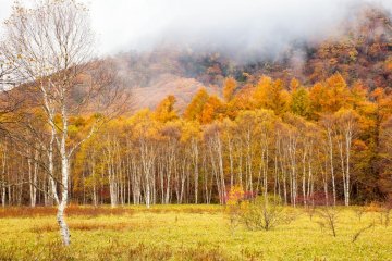 Open area with a white gate leading into the forest.