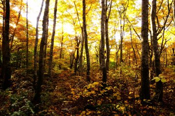 <p>When you pass through the Kagikake Mountain Pass on the&nbsp;Daisen Beltway, you'll get into beech forests along the 'Third Stream', 'Second Stream' and 'First Stream'</p>