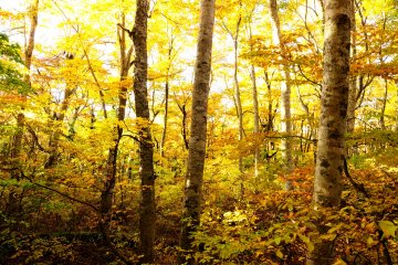<p>Although it's dense, this beech forest doesn't look scrubby</p>