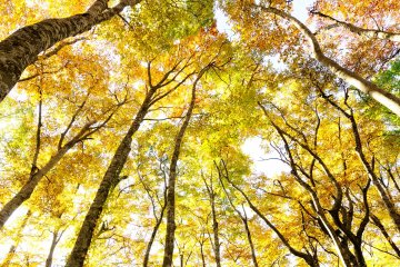 <p>All around you, for 360-degrees, everything is colored in gold. Autumn colors without red are unique, but strangely relaxing</p>