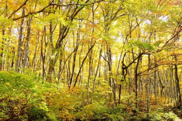 <p>Usually, Daisen Beltway is not busy, but in autumn many people in cars are on the road to see these beautiful leaves</p>