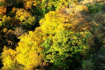 <p>Look down and you'll find another kind of beauty here</p>