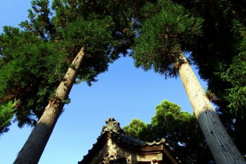 Shirayama Shrine in a Rice Field