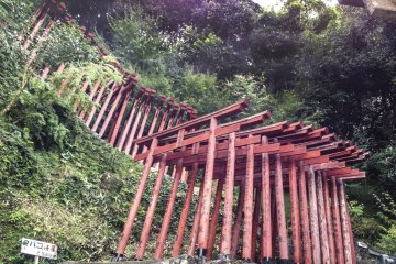 A march of torii that you will pass under as you make your way along the various sites within the shrine.