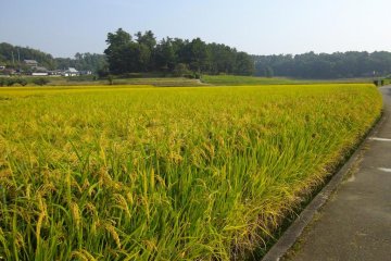 The rice fields down from the pagoda. The light green yellow color of fall before harvesting
