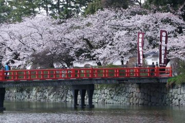 And absolutely gorgeous in spring!