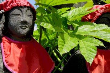 Refroidies de la chaleur d'été par les feuilles de l'arbre qui les protège